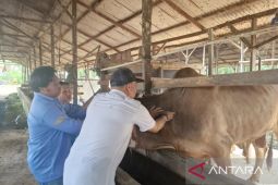 Penajam siapkan 2.650 dosis vaksin, antisipasi PMK jelang Idul Adha