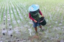 Pemkab Lebak pastikan persediaan pupuk subsidi melimpah