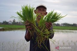 Program mandiri benih atasi kelangkaan benih