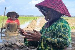 Aceh Utara targetkan luas tanam padi musim gadu seluas 30 ribu hektare