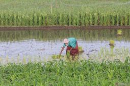 Pemkot Kediri ungkap panas ekstrem tak ganggu produksi pertanian