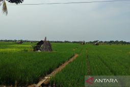 Pemkot Bengkulu kejar produksi padi 6.042 ton dengan intensifikasi