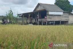 Bulog serap 2.872 ton gabah petani di Bangka Selatan