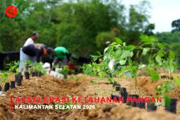 Feature - Akselerasi Ketahanan Pangan Kalimantan Selatan 2026 Bagian 1