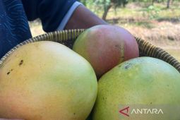 Produksi Turun Ribuan Ton, Apa yang Terjadi dengan Mangga Gedong Gincu Cirebon?