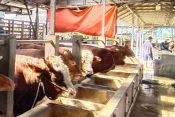 Berburu Hewan Kurban? Pastikan Ada Sertifikat Ini Agar Ibadah Tenang