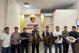Polisi dalami perdagangan sisik trenggiling di Tapanuli Selatan