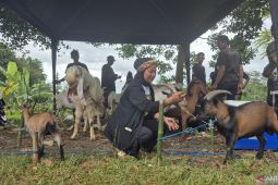 Bandung Barat kerahkan 61 petugas periksa hewan kurban
