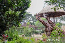 Bandung ajukan izin LK sementara Bandung Zoo ke Kemenhut