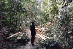 Kemenhut lanjutkan proses hukum tersangka pembalakan di kawasan TNBT