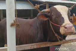 Pemkab Batang Hari pastikan sapi bantuan presiden siap untuk Idul Adha