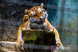 Pengajuan izin lembaga konservasi untuk Bandung Zoo