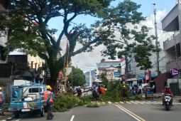 Pemkot Ambon tebang pohon rawan tumbang di 10 ruas jalan