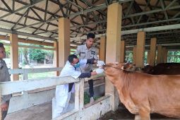 Ini jumlah hewan untuk ibadah kurban di Aceh Jaya