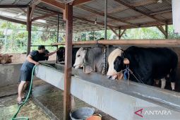 Peternak sapi di Bekasi cemaskan penyakit BEF jelang Idul Adha