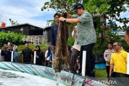 Pemkab Bangka Tengah manfaatkan panen udang vaname untuk dukung MBG