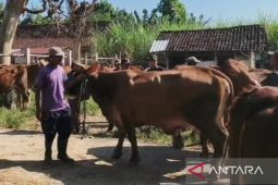 Pemkab Magetan perkuat pengawasan hewan kurban jelang Idul Adha