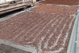 Petani Lebak kembali jual biji coklat usai harga di tingkatan pengepul naik