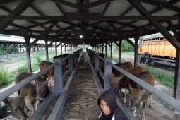Karantina Bali perketat lalu lintas hewan ternak buntut dokumen palsu