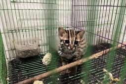 Kemenhut lanjutkan proses hukum perdagangan Kucing Kuwuk yang dilindungi di Sumut