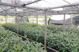 PLN perkuat ketahanan pangan dan pelestarian mangrove di Kuala Satong