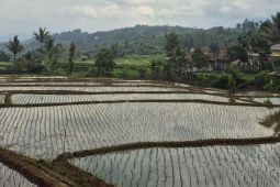 Sumedang optimalisasi irigasi untuk tingkatkan produktivitas padi