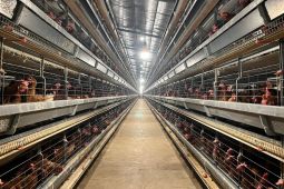Kementan: Peternak rakyat jadi prioritas pengembangan industri ayam