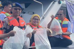 Sebanyak 183 ekor ikan napoleon dilepas di Area Perlindungan Pulau Panggang