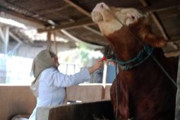 Dua sapi jumbo asal Lamongan dibeli Presiden untuk kurban Idul Adha