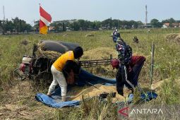 Kabupaten Cirebon: Produksi gabah kering giling capai 139.811 ton pada panen perdana 2026