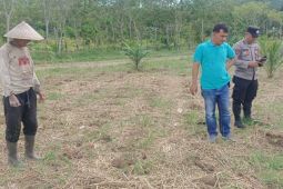 Polsek Haruai cek lahan jagung Desa Seradang