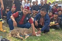 Kemenag Ponorogo tambah juru sembelih halal jelang Idul Adha