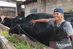 Sapi dengan berat 1,15 ton asal Tangerang terpilih jadi hewan kurban presiden