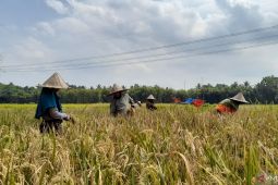 Tahun ini, Pemprov Banten targetkan produksi padi tembus dua juta ton