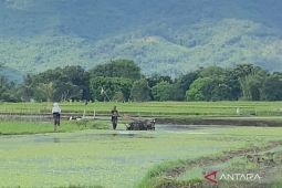 Garut target cetak 100 hektare lahan sawah baru pada 2026