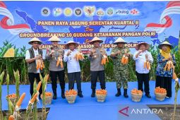 Swasembada pangan, Wagub Surya hadiri panen raya jagung serentak