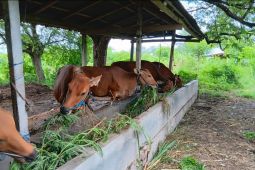 Distan Bali tegaskan kuota pengiriman sapi sudah dihitung