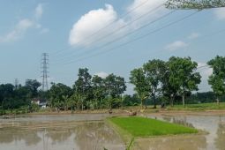 Percepatan tanam guna jaga produksi pangan dan ekonomi petani
