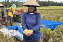 Menjaga detak nadi lumbung padi: Perisai Bulog di tengah pusaran alih fungsi lahan Bali