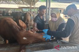 DKPP Serang masifkan pemeriksaan hewan kurban di 29 kecamatan
