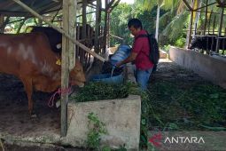 Bangka Barat pastikan stok ternak kurban mencukupi