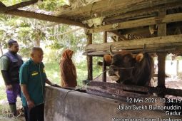 Sapi kurban Presiden di Padang Pariaman dibeli dari peternak lokal