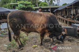 Presiden beli sapi Limousin Cross 859 kilogram untuk kurban di Ternate