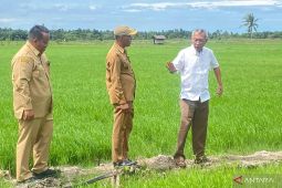 Pemkab Penajam dan UGM uji coba tanam padi varietas unggul di Desa Sidorejo