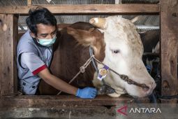 Sapi kurban bantuan Presiden di Bandung Barat
