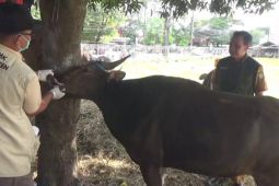 DKP Tangerang: 5.356 ekor hewan kurban diperdagangkan di 76 lapak