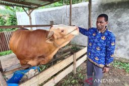 Kota Sorong siapkan 38 sapi kurban untuk hari raya Idul Adha