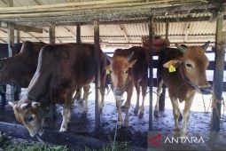 Distan Kobar kerahkan 89 petugas periksa hewan kurban di 381 lokasi