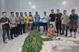 Polresta Deli Serdang sita 38 paket ganja dan 40 batang tanaman, satu pelaku ditangkap