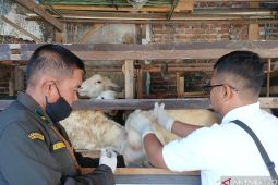 Disnakkan Situbondo periksa kesehatan hewan kurban asal luar daerah